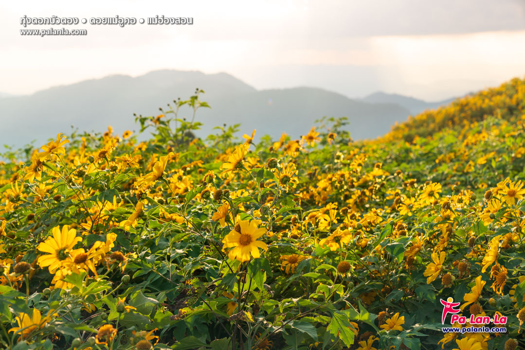 Thung Bua Tong Fields at Doi Mae U Kho