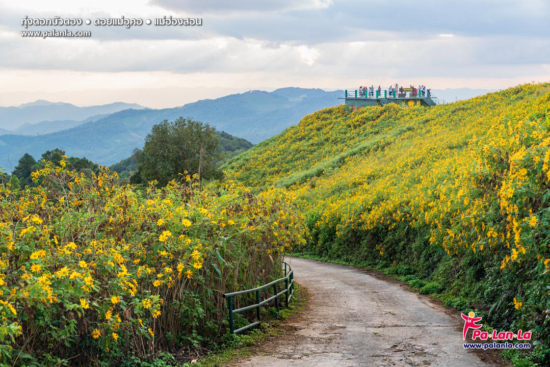 Thung Bua Tong Fields at Doi Mae U Kho