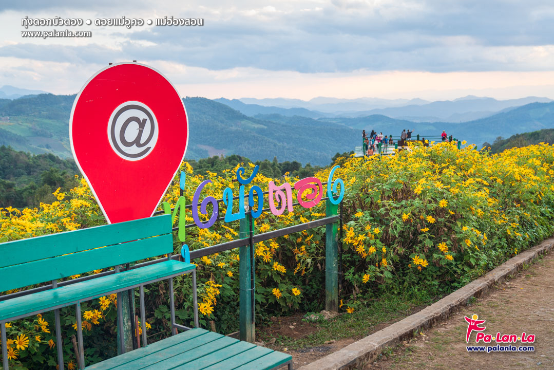 Thung Bua Tong Fields at Doi Mae U Kho