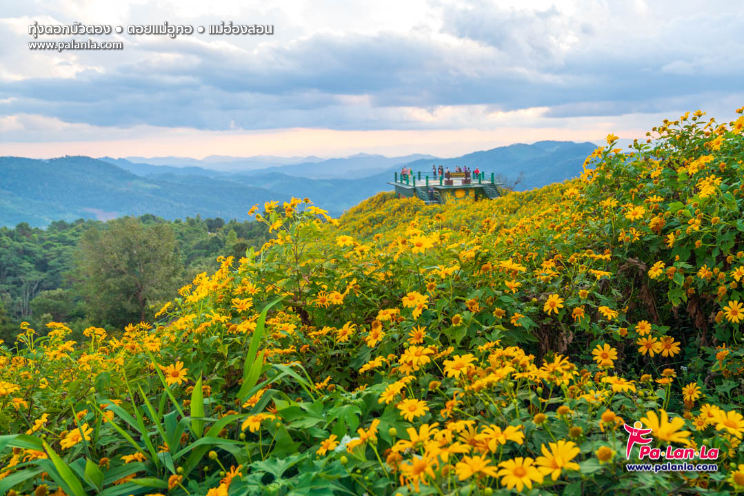 Thung Bua Tong Fields at Doi Mae U Kho