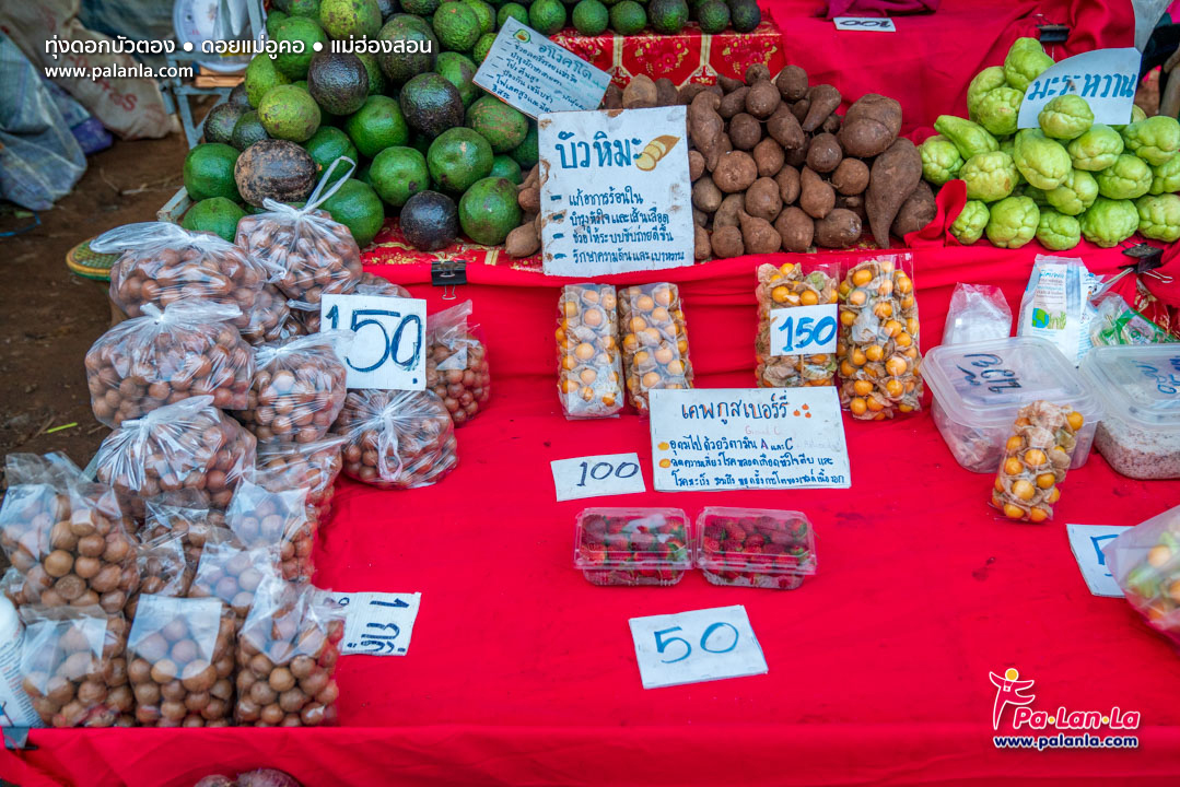 Thung Bua Tong Fields at Doi Mae U Kho