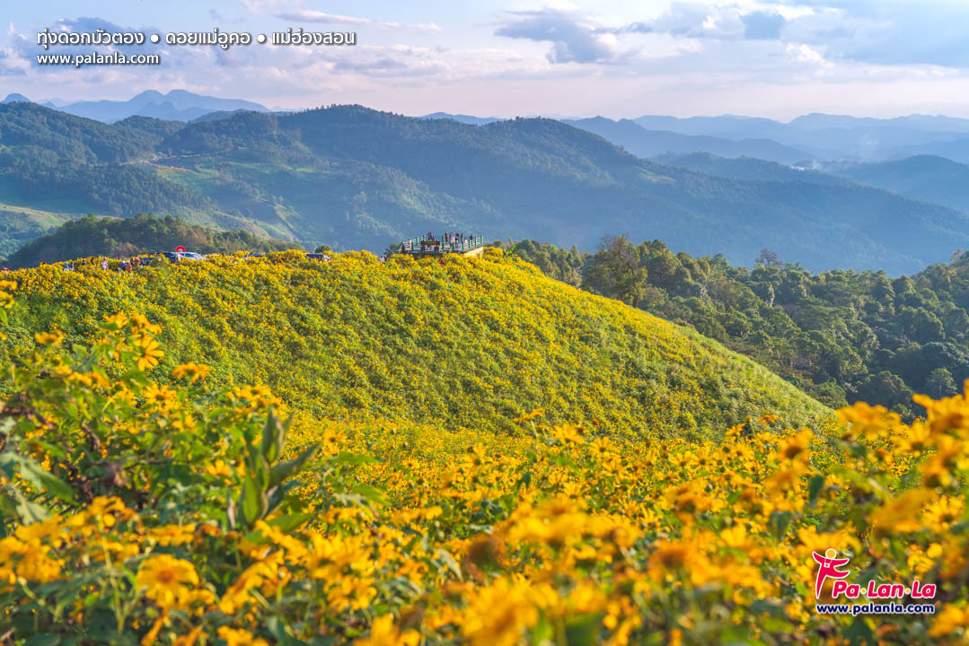 Thung Bua Tong Fields at Doi Mae U Kho