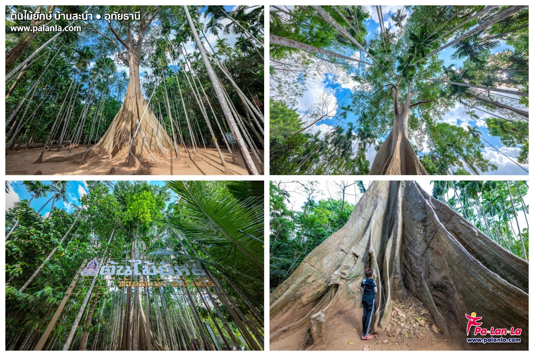ต้นไม้ยักษ์ บ้านสะนำ